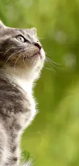 Gray cat looking thoughtful with green background.