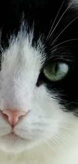 Black and white cat with green eyes close-up wallpaper.