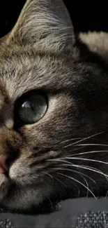 Close-up of a cat's face with detailed fur and expressive eyes.