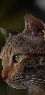 Close-up of a cat with piercing green eyes in soft light.