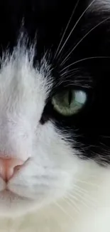 Close-up of a cat with striking green eyes, black and white fur, looking serene.