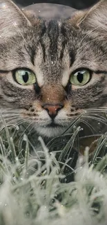 Cat with green eyes resting in lush green grass.