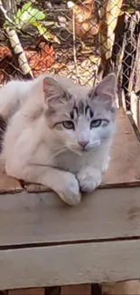 Serene cat lounging on a wooden box outdoors.