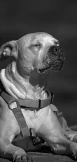 Black and white image of a calm dog basking in the sun.