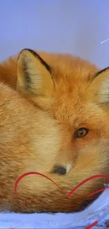 Fox resting in the snow with a peaceful expression.