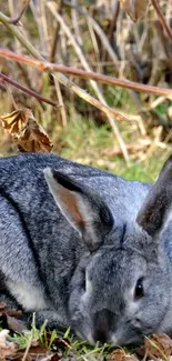 Gray rabbit resting on grass in natural setting with autumn leaves.