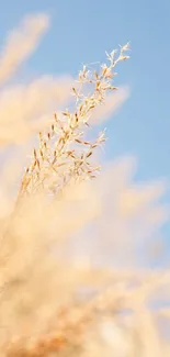 Serene wheat scene with a light blue sky in the background, perfect mobile wallpaper.