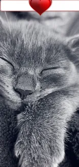 Black and white close-up of a sleeping cat with a cozy expression.