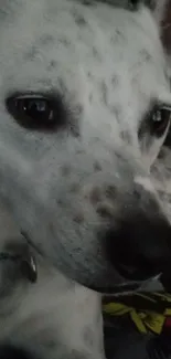 Close-up of a white spotted dog relaxing.