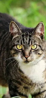 Tabby cat with yellow eyes in a natural setting, surrounded by greenery.