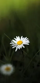 Beautiful daisy flower with green grass background, perfect for calming wallpaper.