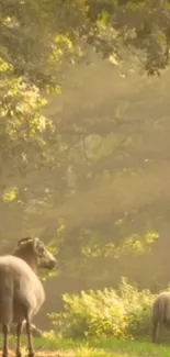 Grazing sheep in a sunlit, tranquil forest setting.