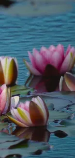 Serene pond with water lilies in bloom.