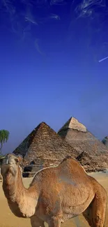 Camel in front of pyramids under a blue sky.