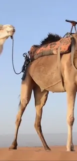 Mobile wallpaper of a camel in a desert scene.