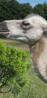 A camel in a green landscape, surrounded by lush vegetation.