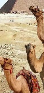 Camels in the desert with pyramid backdrop.