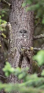 A camouflaged owl blends into tree bark in a lush green forest.