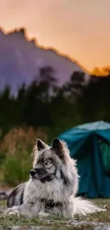 Husky resting by a green tent with mountains at sunset.