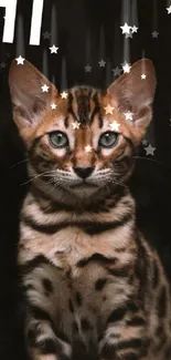 Bengal kitten with stars wallpaper design.