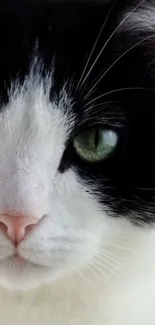 Close-up of a black and white cat with striking green eyes.