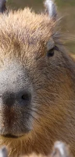 Close-up of a peaceful capybara face on a brown-toned mobile wallpaper.