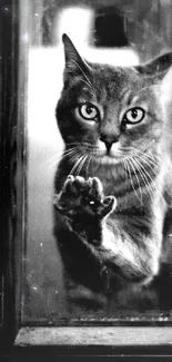 Black and white cat looking through glass.