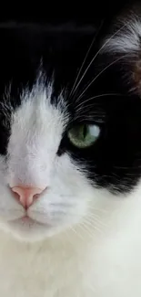 Close-up of a black and white cat with striking green eyes, perfect for mobile wallpaper.