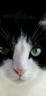 Close-up of a black and white cat with captivating green eyes.