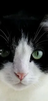 Close-up of a black and white cat with striking green eyes.