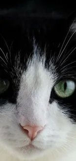 Close-up of a black and white cat's face with striking green eyes.