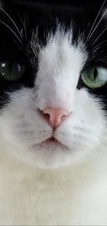 Black and white cat with green eyes close-up wallpaper