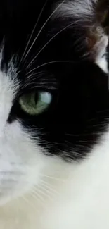 Close-up of a cat with green eye and black fur.