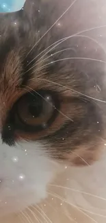 Close-up of a cat's eye with sparkling effects on a wallpaper.