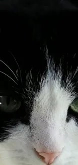 Close-up of striking cat eyes with black and white fur in a mobile wallpaper.