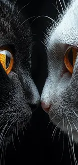 Close-up of two cats staring intently with contrasting black and white fur.