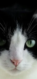 Close-up of a cat's face with captivating green eyes and black and white fur.