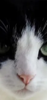 Close-up view of a black and white cat face with green eyes.