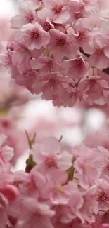 Serene cherry blossom wallpaper with pink petals in full bloom.