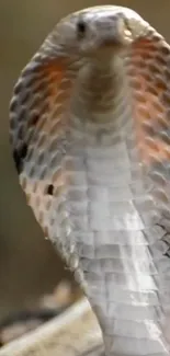 Close-up of a cobra displaying its hood in a natural setting.