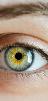 Close-up of a captivating human eye with a striking yellow and green iris.