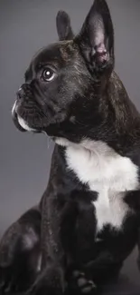 French Bulldog sitting on a dark background, looking inquisitive.