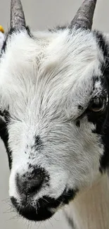 Close-up of a black and white goat face with horns.