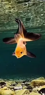 Goldfish swimming gracefully underwater with vibrant colors.