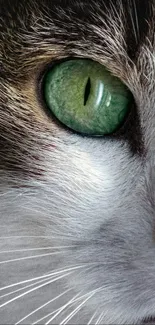 Close-up of a cat with mesmerizing green eye in high detail.