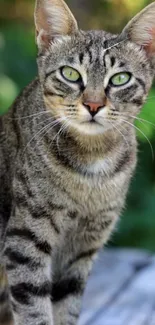 Green-eyed tabby cat in natural setting wallpaper.