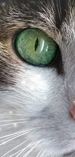 Close-up of a cat's green eye with detailed fur texture.