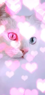 White cat with heterochromia and pastel background wallpaper.