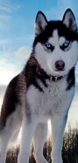 Siberian Husky standing under a blue sky.