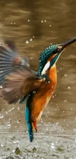 Kingfisher bird taking off from water with wings spread.